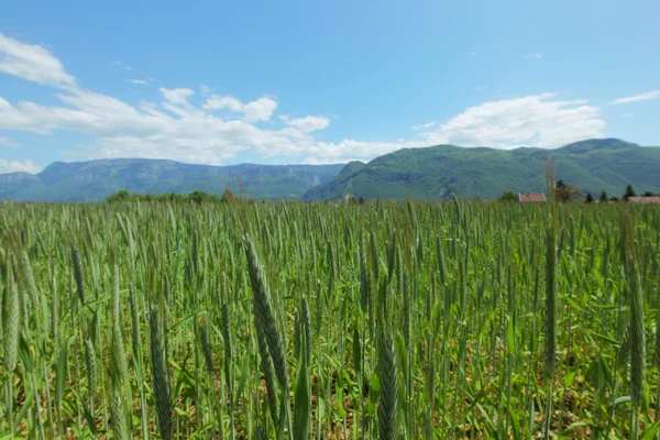 Summer field of wheat — Stock Photo, Image