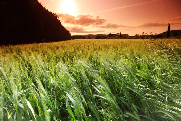 Летнее поле пшеницы — стоковое фото