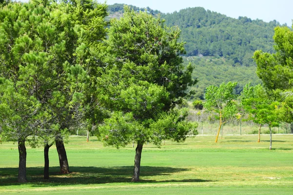 Grama verde em um campo de golfe — Fotografia de Stock