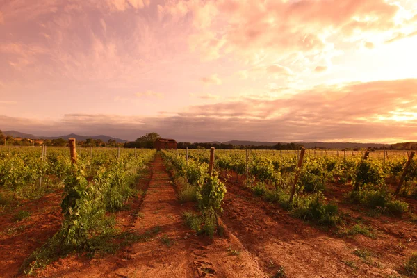 日の出でフランスのブドウ畑 — ストック写真