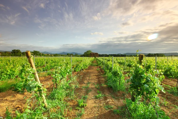 Виноградник у Франції на схід сонця — стокове фото