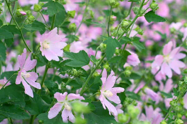 Pink spring flowers — Stock Photo, Image