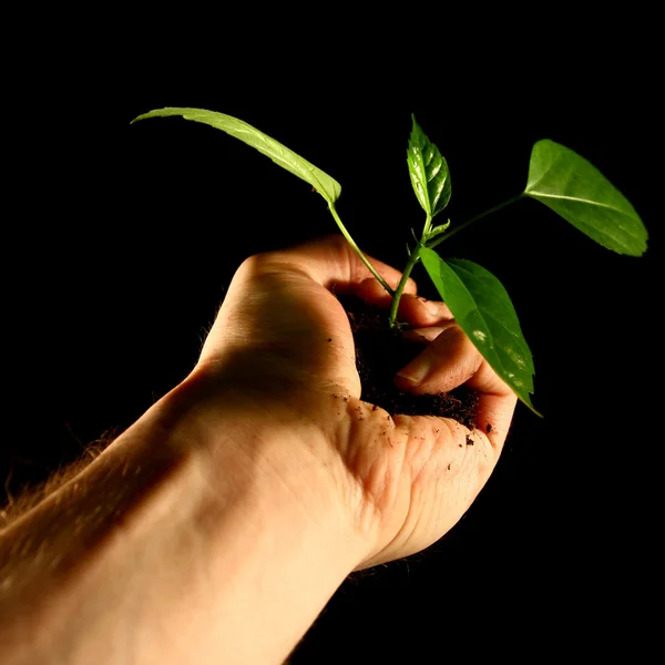 Hand plant — Stock Photo, Image