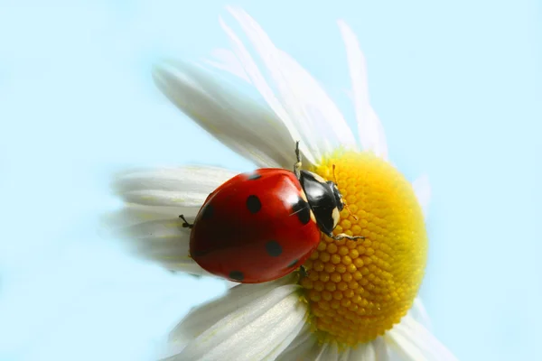 Summer ladybug — Stock Photo, Image