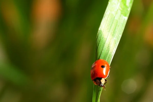 Marienkäfer auf Gras — Stockfoto