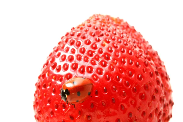 Ladybug gourmet — Stok fotoğraf