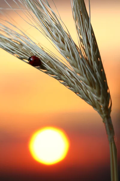 Sunrise ladybug — Stock Photo, Image