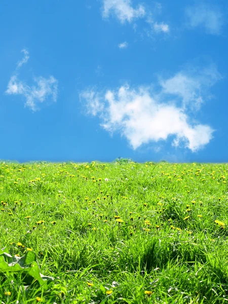 Green grass landscape — Stock Photo, Image