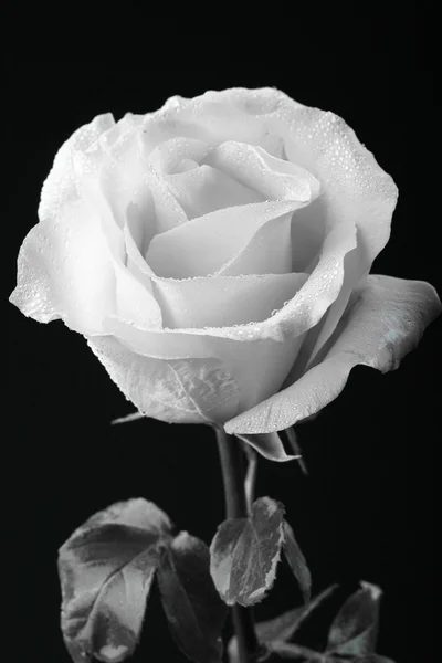 Rosa preta e branca — Fotografia de Stock