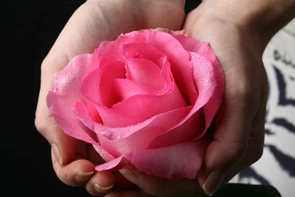 Mãos dando uma rosa — Fotografia de Stock