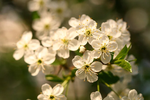 Flori de primăvară — Fotografie, imagine de stoc