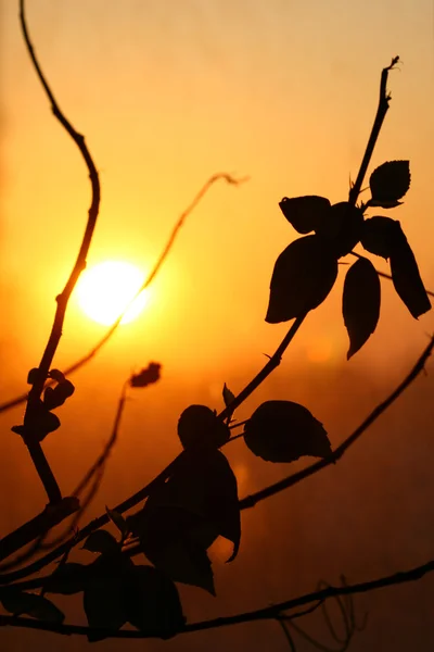 Liść zachód słońca — Zdjęcie stockowe