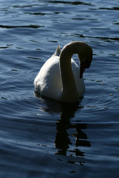 Swan i vatten — Stockfoto