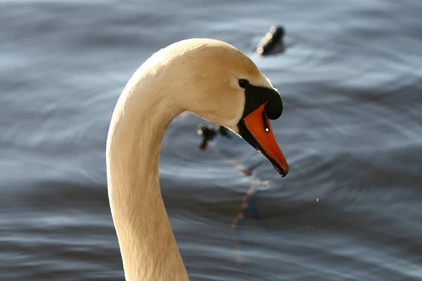 Cisne na água — Fotografia de Stock