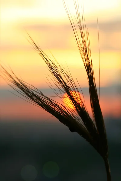 小麦の日の出 — ストック写真