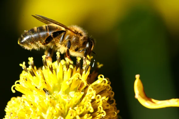 Työmehiläinen — kuvapankkivalokuva