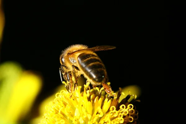 Arbete bee — Stockfoto