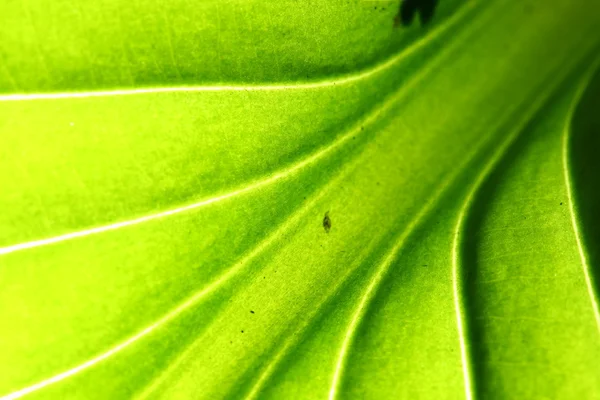 Grönt blad ven — Stockfoto