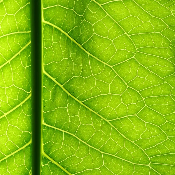 Grüne Blattader — Stockfoto