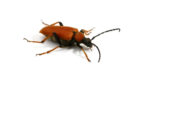 Bug vermelho isolado no branco — Fotografia de Stock