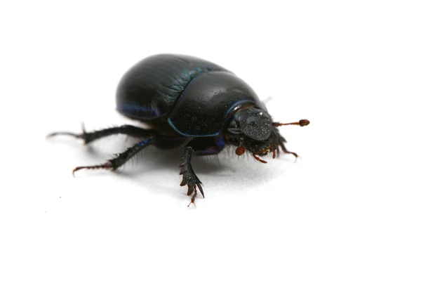 Чорний жук ізольовано на білому — стокове фото