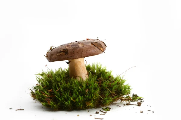 Ізольована гриб — стокове фото