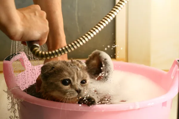 Tvätta katten — Stockfoto