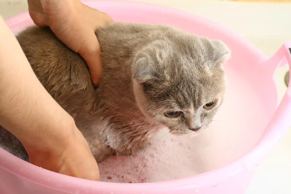 Vaske katt – stockfoto
