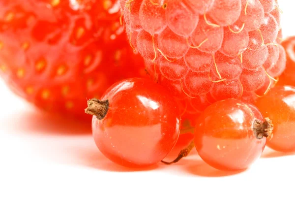 Дикая ягода — стоковое фото