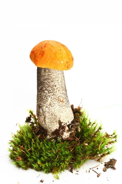 Isolated mushroom Royalty Free Stock Photos