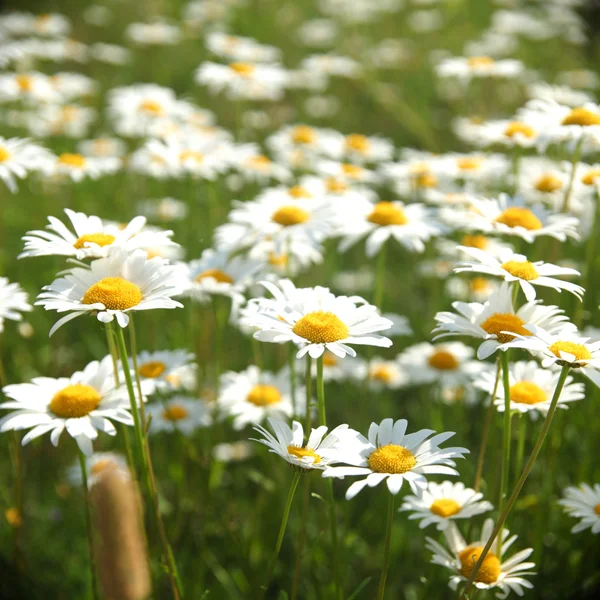 Field with white daisies — Stock Photo, Image