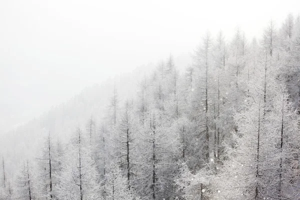Foresta nella neve — Foto Stock