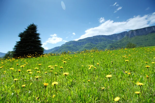 stock image Spring alps