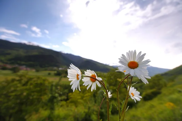 Όμορφη χαμομήλι στις Άλπεις swiss — Φωτογραφία Αρχείου