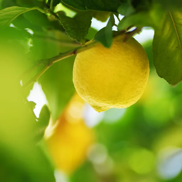 Lemon close up — Stock Photo, Image