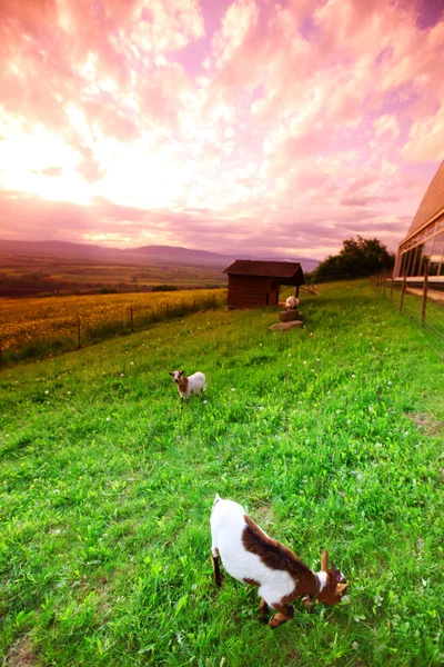 Goats in green grass on sunrise — Stock Photo, Image