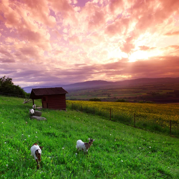 Chèvres dans l'herbe verte au lever du soleil — Photo