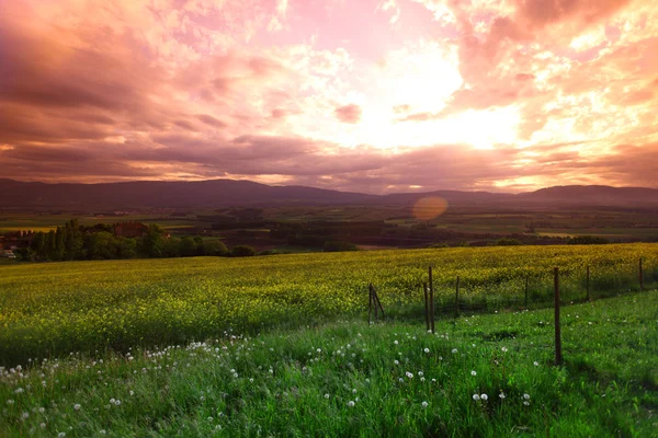 雲と日没の空の下で緑の牧草地 — ストック写真