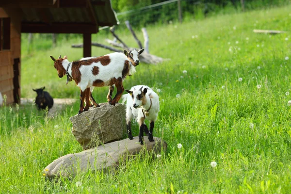 Goat on green grass — Stock Photo, Image
