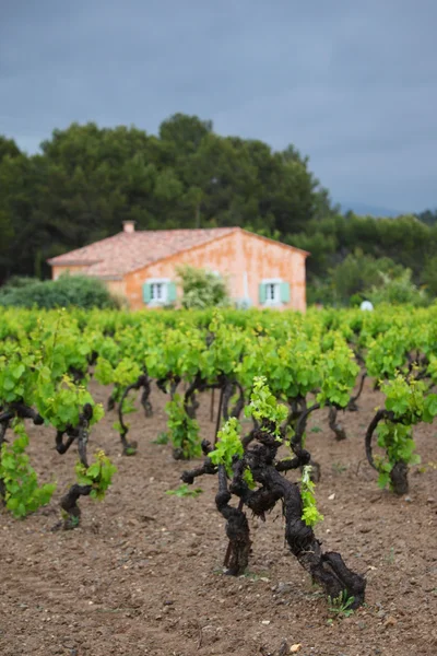 Vineyard in france — Stock Photo, Image