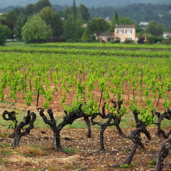 Виноградник у Франції — стокове фото