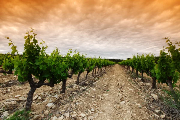Помаранчеве небо над зеленим виноградник — стокове фото