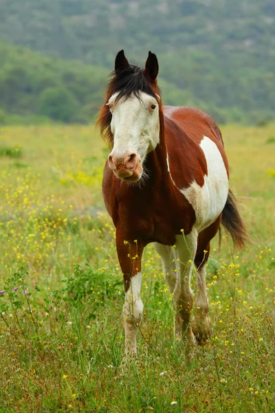 Horse on summer meadow — Stock Photo, Image