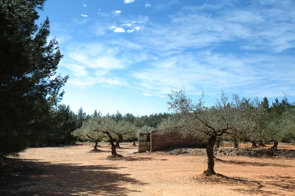 西班牙的橄榄树 — 图库照片