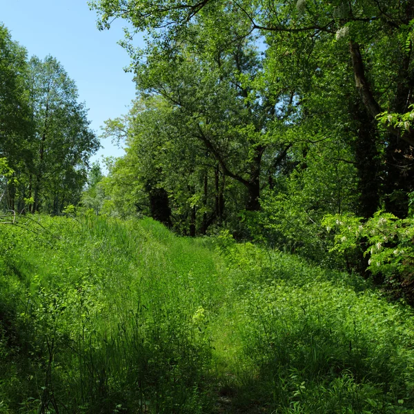 Groen gras op een golf-veld — Stockfoto