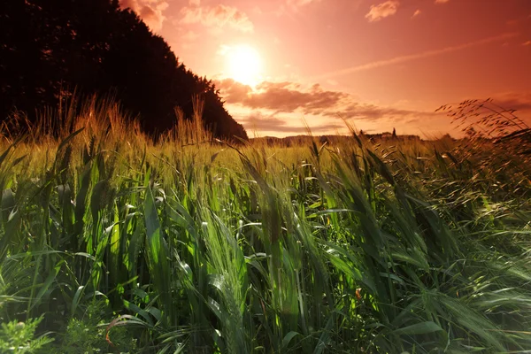 Campo de verão de trigo — Fotografia de Stock