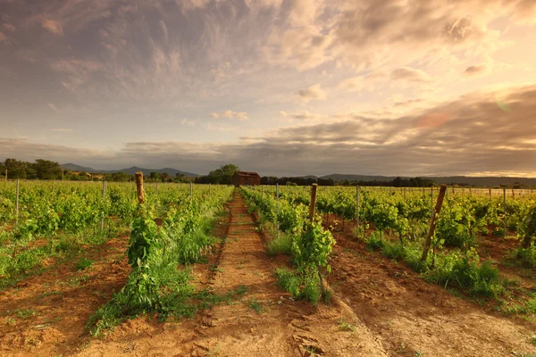 Wijngaard in Frankrijk op zonsopgang — Stockfoto