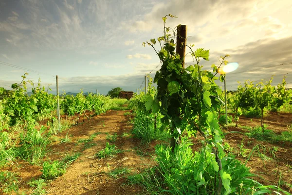 Wijngaard in Frankrijk op zonsopgang — Stockfoto