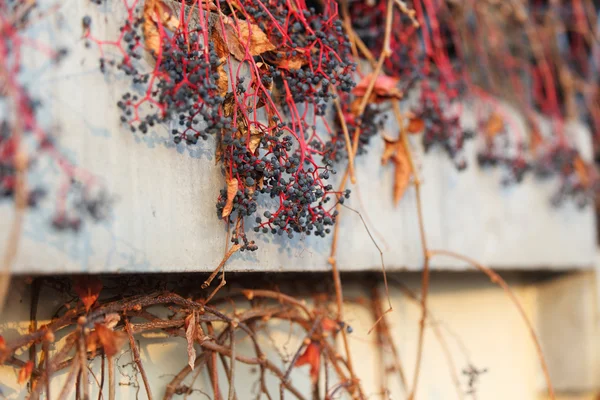 Сухой виноград на стене — стоковое фото