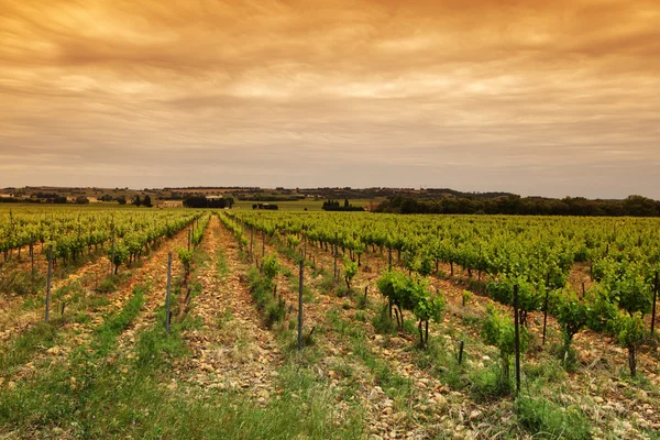 Оранжевое небо над зеленым виноградником — стоковое фото
